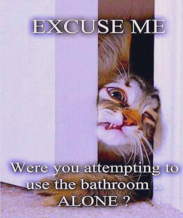 GeneralCattis's tweet photo. #WhyDoPeopleAlways forget to tell their cats when theyโre going to the bathroom? https://t.co/fCD8cvw7VU