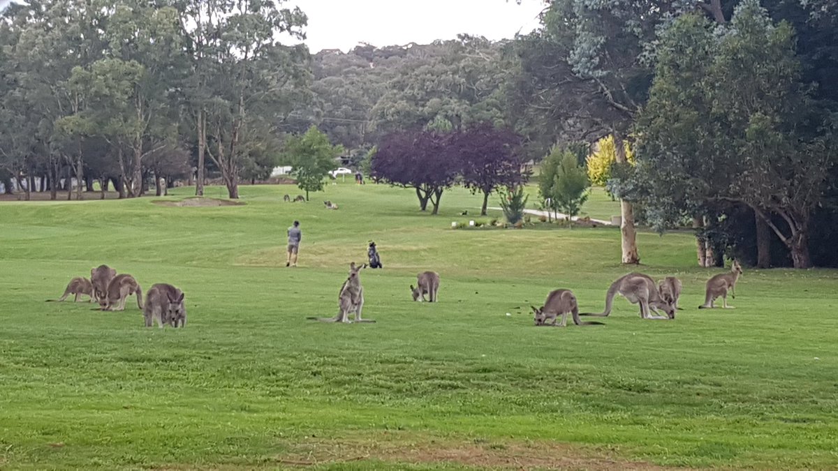 Ivanjan85's tweet photo. Kangaroos ☺ https://t.co/OF6scXXTfG