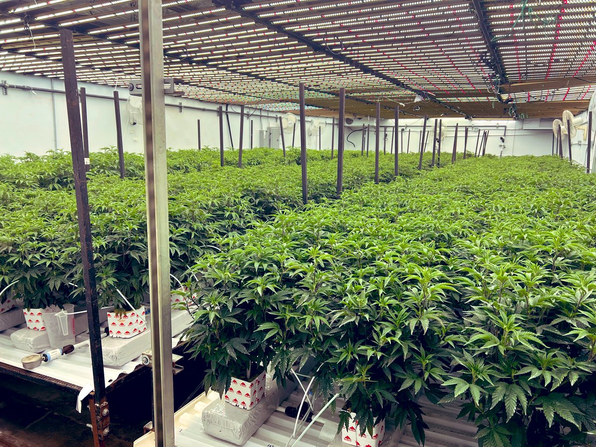 56 lights of <a href="/GrowersChoice_/">Growers Choice Horticultural Lighting</a> on MAC1 and mamba mints (Kushmintf3)