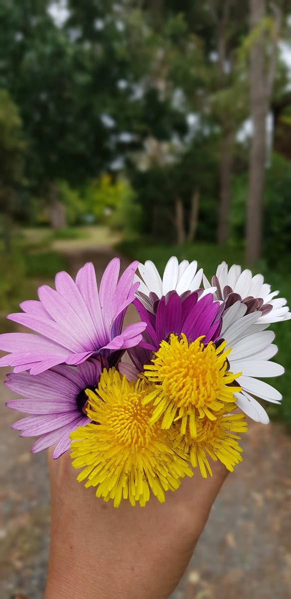 Ivanjan85's tweet photo. #Flowers https://t.co/J2uqxnulcs