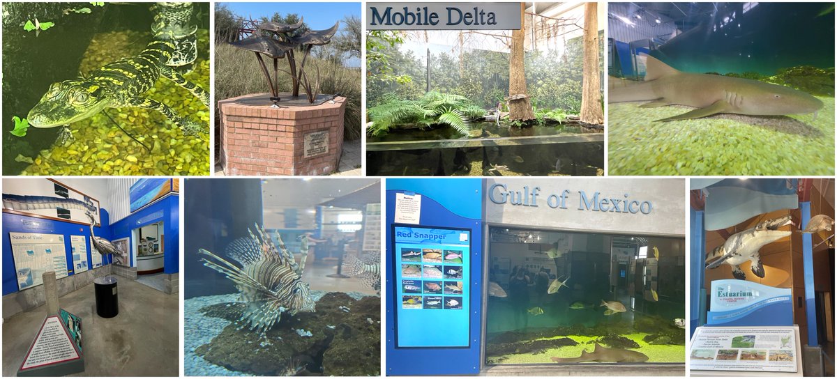 seamamms's tweet photo. The #SEAMAMMS2023 Banquet will be hosted at the #AlabamaAquarium at @disealab! Transportation will leave the University of South Alabama at 5pm on Sat, March 18. After, guests can expect to return ~9pm. Transport cannot be guaranteed after March 10 so reserve your ticket now! https://t.co/mG0JiHOwTp
