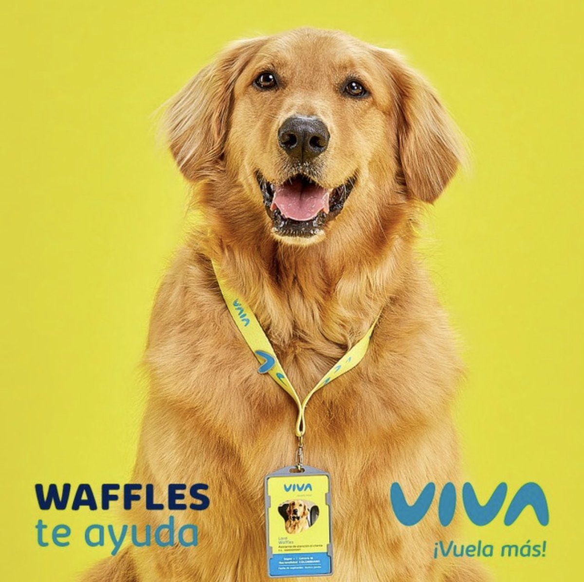 SandSuarez's tweet photo. Yo pensaba que estaban hablando de este Waffles 🫠 https://t.co/cO8pZJLgmd