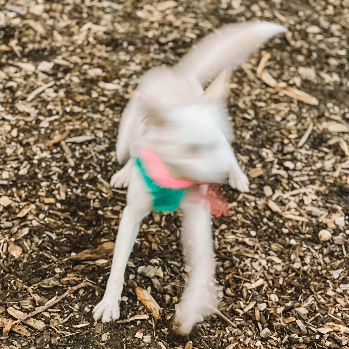 Me trying to get a halfway decent picture at the dog park