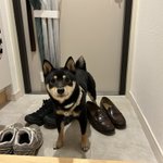 バタバタトイレに駆け込む飼い主。じっと待っている犬が賢すぎる!