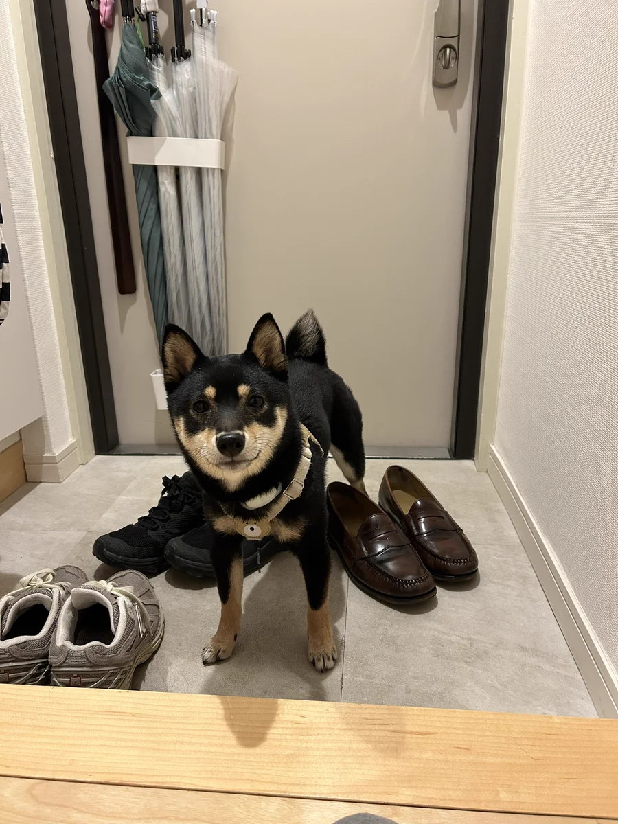 バタバタトイレに駆け込む飼い主。じっと待っている犬が賢すぎる！