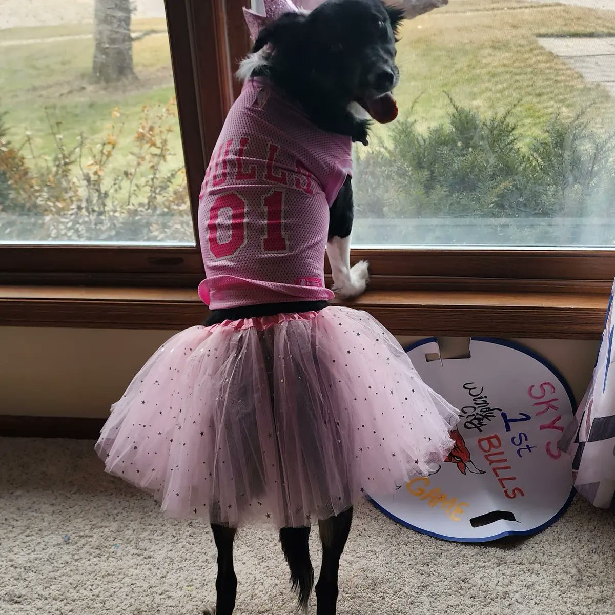 PrincessKK1210's tweet photo. @windycitybulls . @windycitybulls @chicagobulls #DogDay 03/18 
#WindyCityNation
#BullsNation 
Sky is ready! #PrettyInPink
#LetsGoBulls #PinkTutu #BorderCollie 

@Tiffipoo225 @MrBill667 https://t.co/cRfiJefzdQ