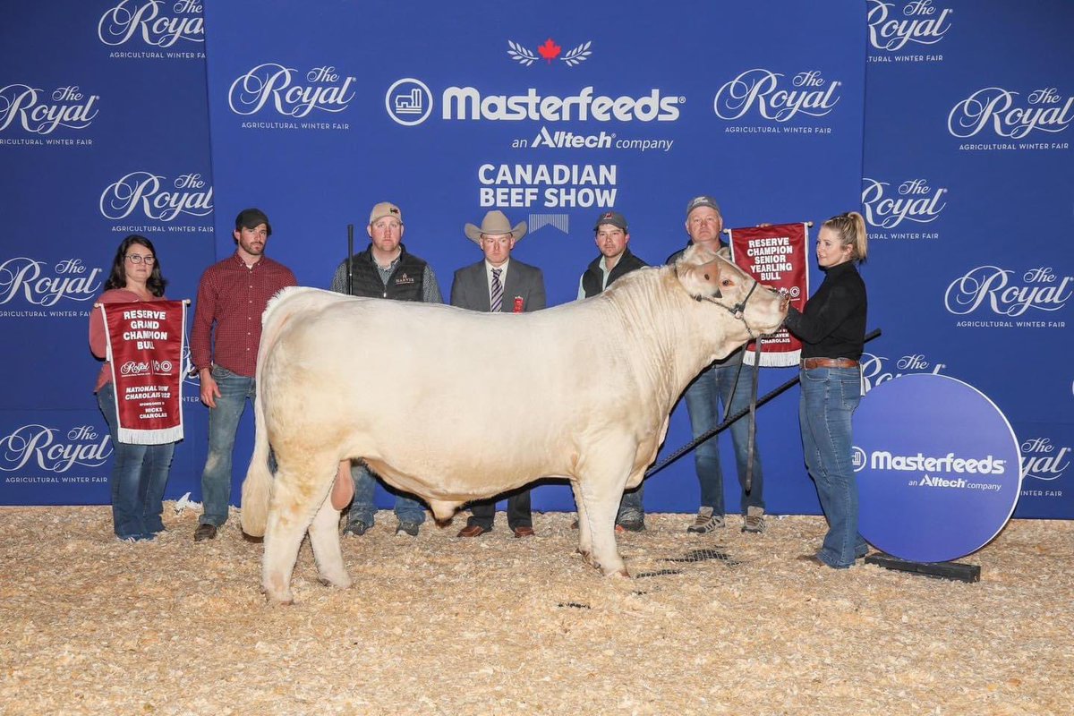 Ontario Charolais tweet media