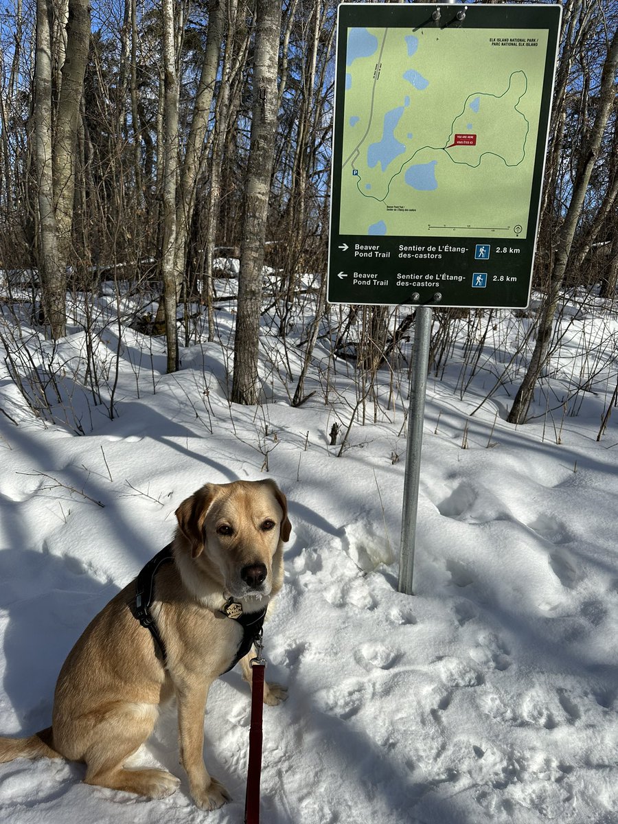 Big Tuck scared all the bison away