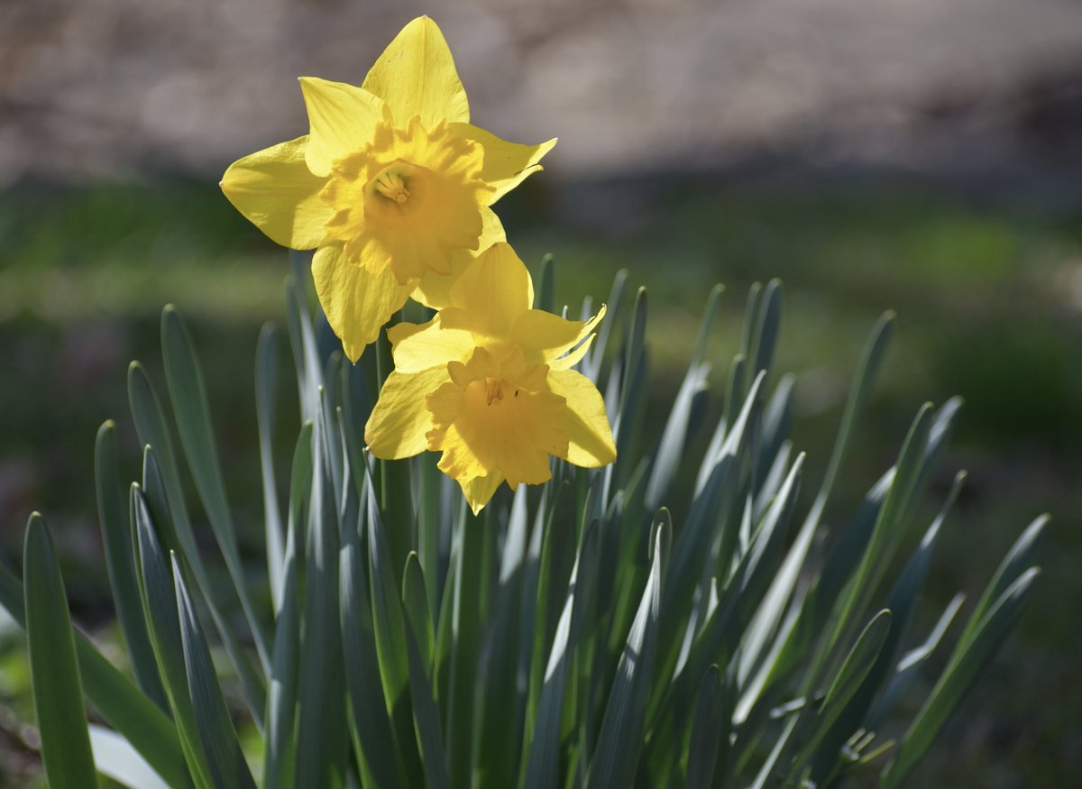 ericamsmith's tweet photo. Sunshine + daffodils were so bright today @loukyparks #cherokeepark https://t.co/sjNHwagfJj