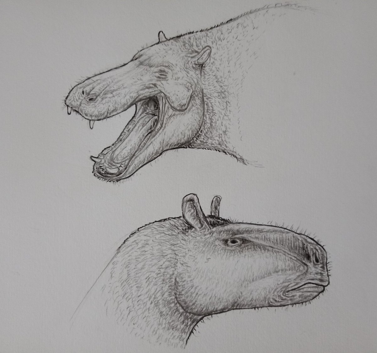 A couple sketches I made during the Forgotten Bloodlines: Agate #paleostream. A yawning Daeodon and a stoic Moropus.

#paleoart #paleontology #ForgottenBloodlines