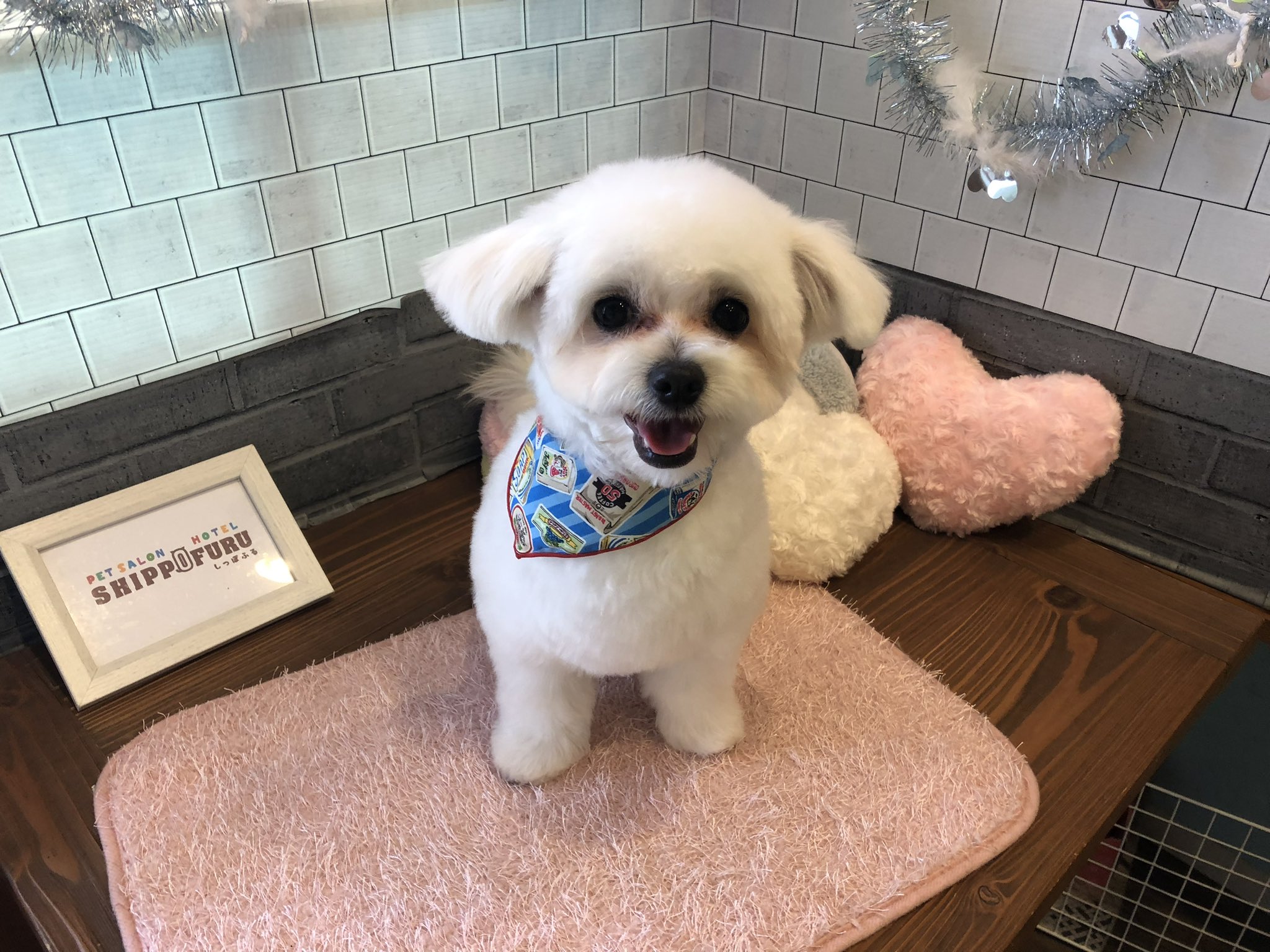 送料無料♡伏せをするチワワ チワリーゼ - Search / X