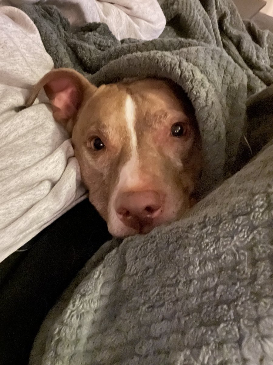 tinytankxx's tweet photo. I’ve never been more in love #puppylove https://t.co/GQl0Rrm4na