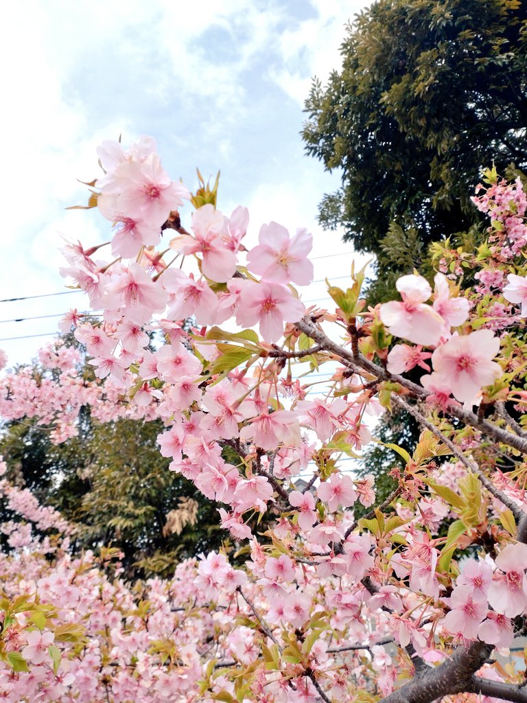 「桜がキレイだー。 」|睦月のイラスト