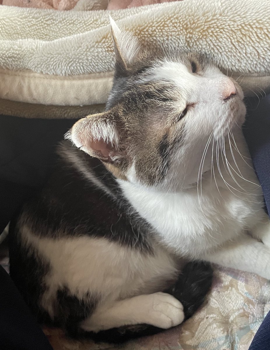 めがね取りに来たらおふとんおばけがいた 