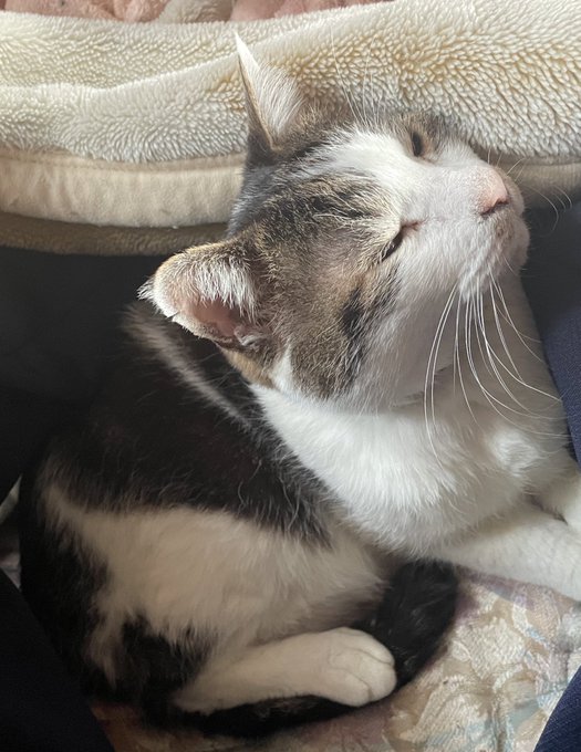 めがね取りに来たらおふとんおばけがいた 