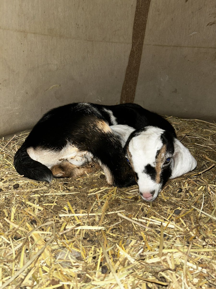 STF_Farm's tweet photo. Bagheera and Toulouse snuggled up in the igloos tonight. 🥰 Babies love oversized igloo dog houses.
#dairygoats #nubians #babygoats #adga #kiddingseason #goats #disneytheme https://t.co/tN1EBgSUeb