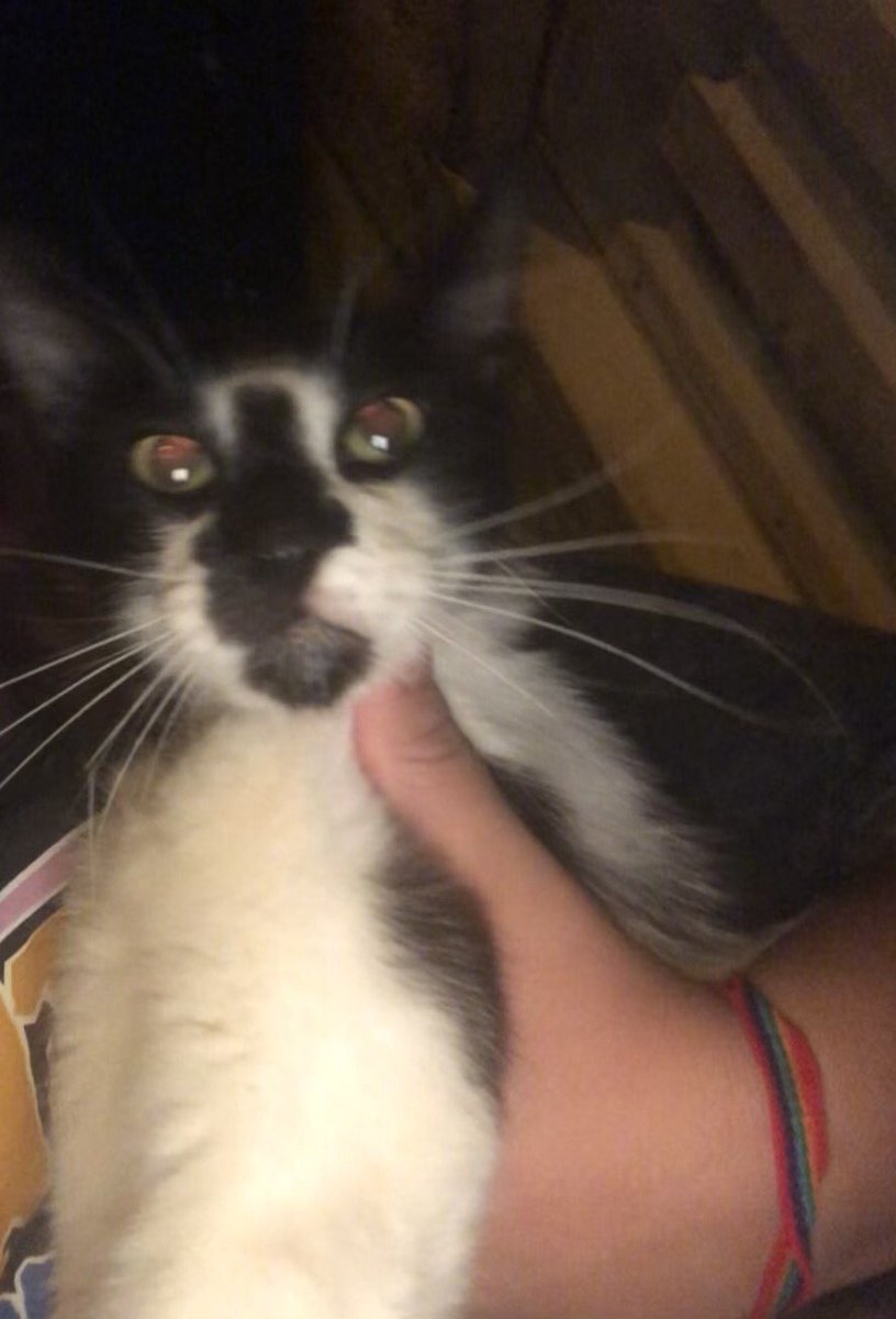lbkzin_'s tweet photo. olhem o meu gatinho 🤏🏻

(ele odeia foto, grrr) https://t.co/a7cobJS381