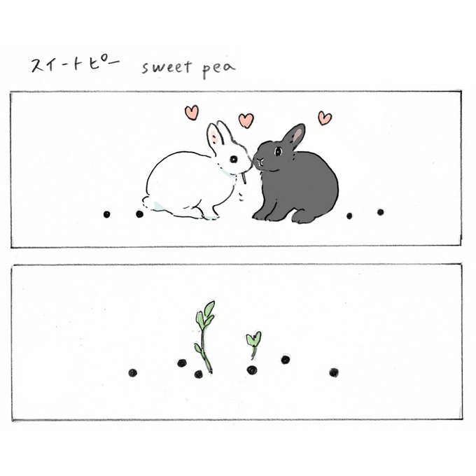 スイートピー🐇💖🐇 