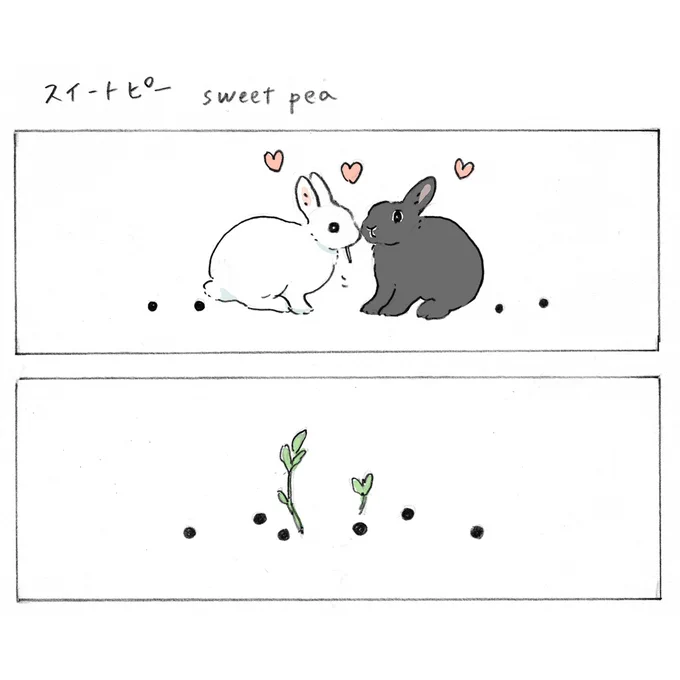 スイートピー🐇💖🐇 