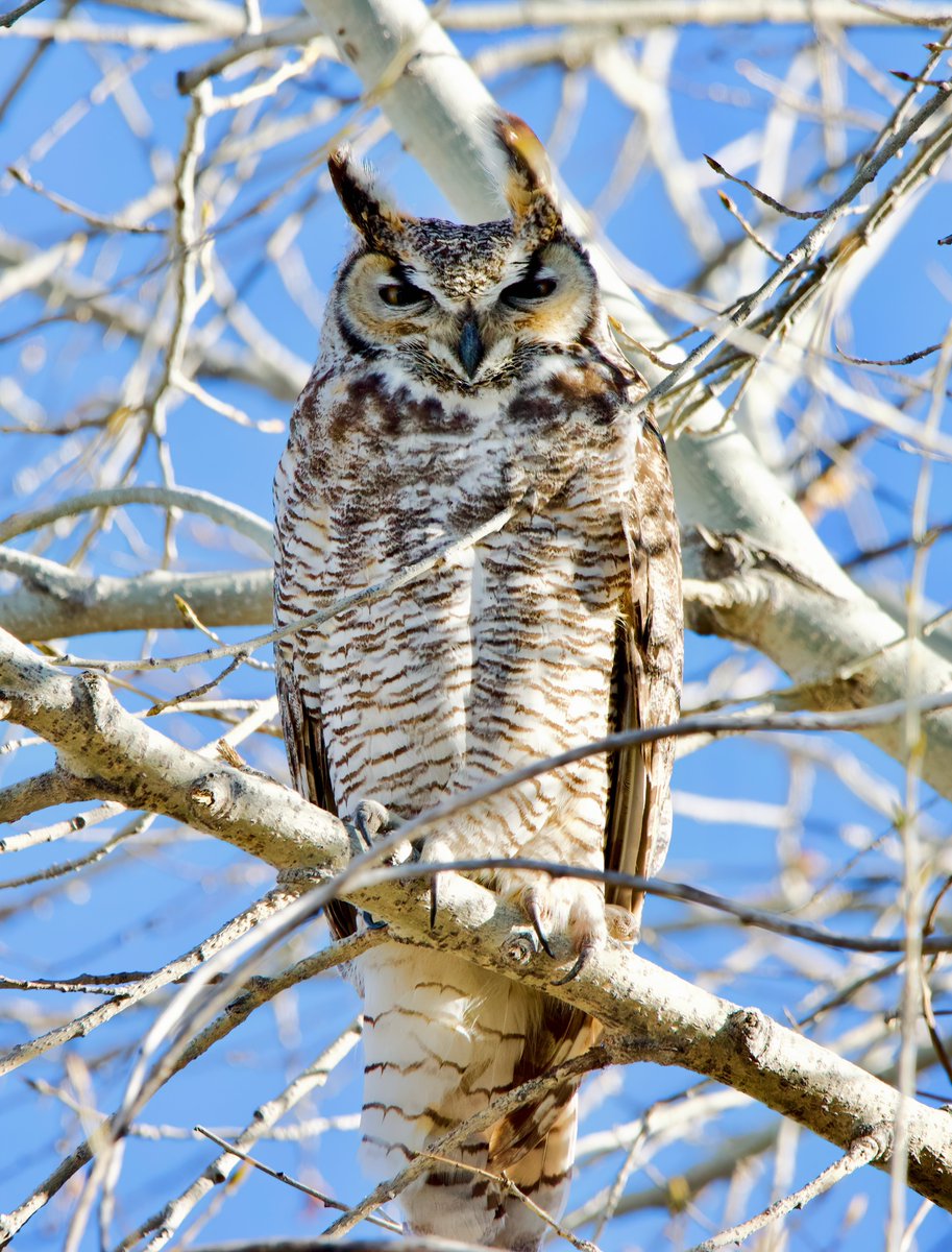 SOMETHING TO HOOT ABOUT!  My first ever #owl and a #GreatHornedOwl no less!!!  Not as tawny brown as #Flaco but possibly because of southwest morphs (#southernAz).  #birds #BirdsSeenin2023 #birdphotography #Naturephotography