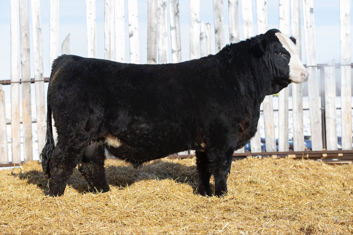 CHER Konnected 12K, this blaze face powerhouse sells April 6th in Neilson Land and Cattle bull sale w/ guest C &amp; E Stephens Farms. Crossroads Connected 12G X NAC Victoria 62G (s/ Boudary Wyatt Earp). Weaned off momma at 914lbs. #simmental #moneystripe