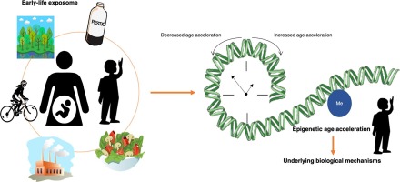 EPIGENETICA47's tweet photo. Sobre el envejecimiento, si el 'reloj' epigenético muestra una edad mayor que la cronológica, debido a la exposición a diversos factores estresantes se considera negativo, ya que aumenta el riesgo de enfermedad...Y ese concepto podemos llevarlo hasta el útero.

#RelojEpigenético https://t.co/E1VgHONYhR