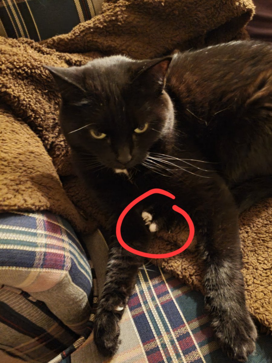 EditsByKnight's tweet image. These are Louise's back toes

#CatsOfTwitter #noodlebones #voidkitty