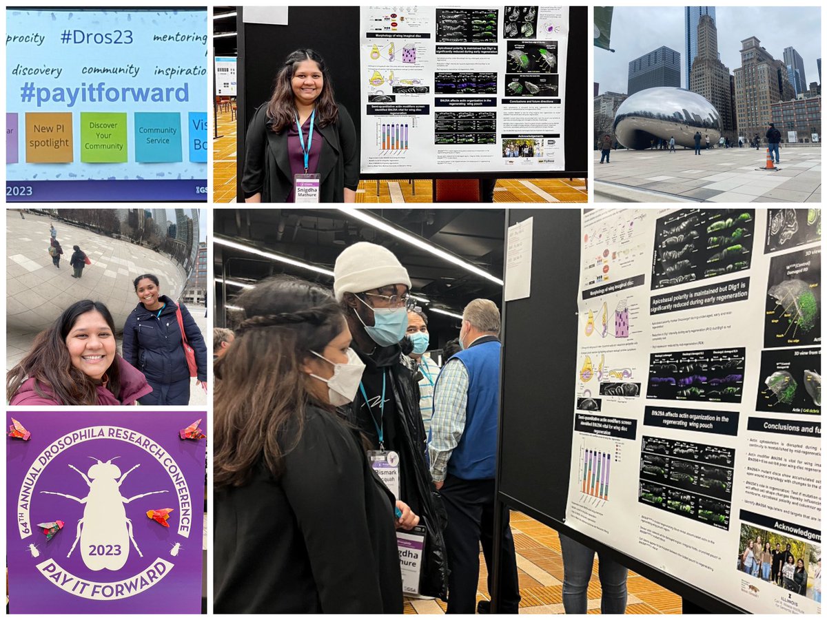mathure_snigdha's tweet photo. So grateful to attend and be a part of #Dros23. Chicago- was amazing, making new conference friends, meeting, learning and growing within this fantastic Drosophila community. Thank you everyone for the valuable suggestions. https://t.co/oAElchYtbc