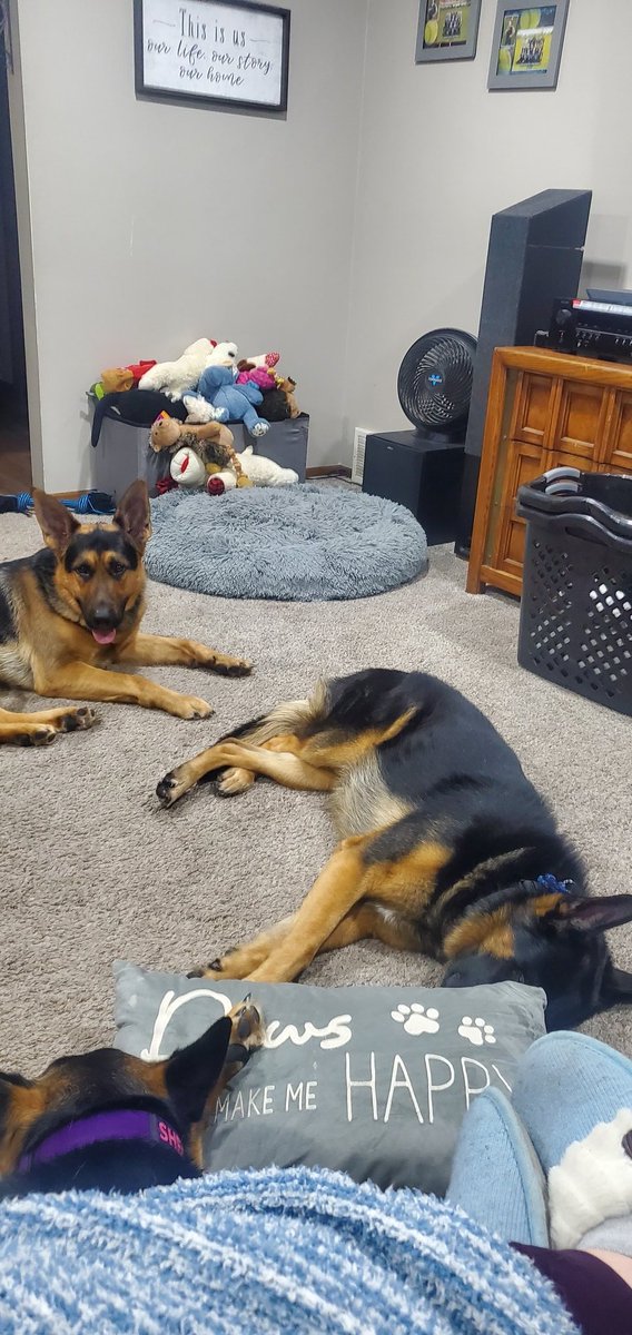 Titan The Shepherd (@titan_shepherd) / Posts / X