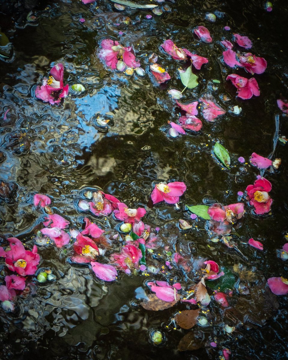 2436morningMoon's tweet photo. Unnoticed 気づかれない

#wiltedflower 
#fallenflower 
#flowerstagram 
#camellia 
#unnoticed 
#ファインダー越しの私の世界 
#キリトリセカイ
#枯れた花 
#落ちた花 
#椿 https://t.co/qByiudSYJz