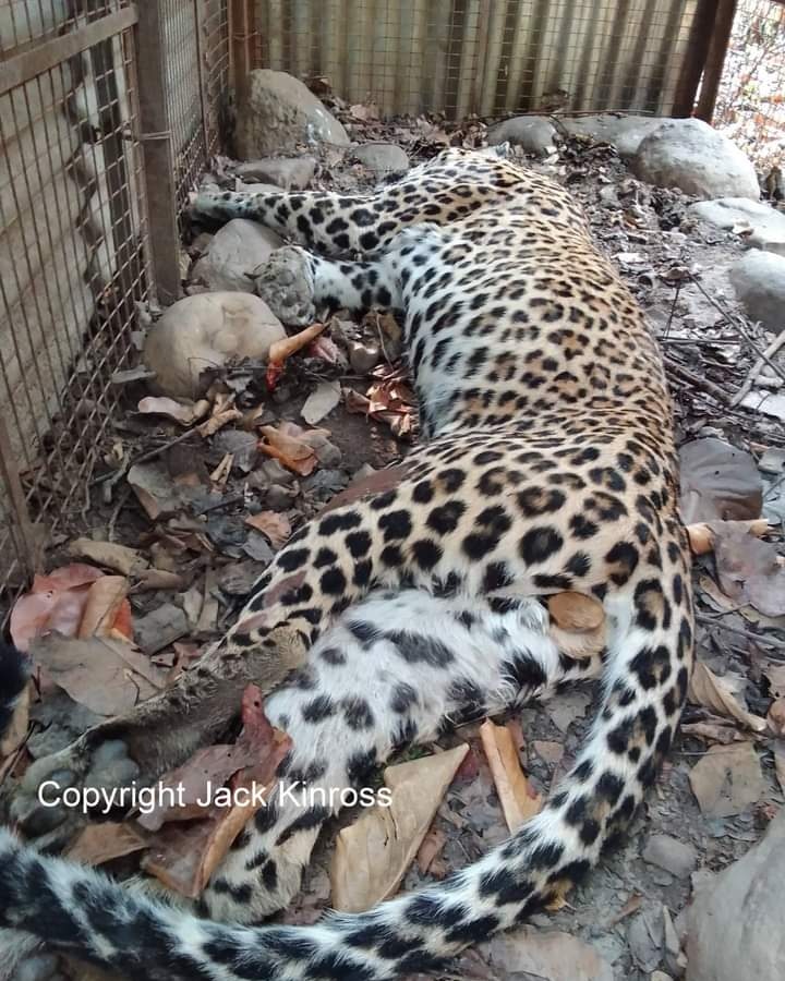 A #leopard shot dead. The differing schools of thought within the conservation paradigm re the rights of individual wild animals are concerning. The Einstein thing, repeat losing behavior equalling stupidity? Well re #WildlifeCrime there's too much loss.

#SentientBeings