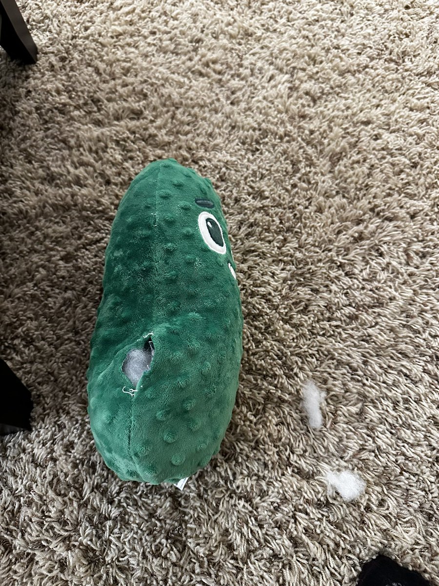 Martygrant1's tweet photo. @barkbox glad the toy I bought lasted 10 minutes https://t.co/zO5MQjZHQe
