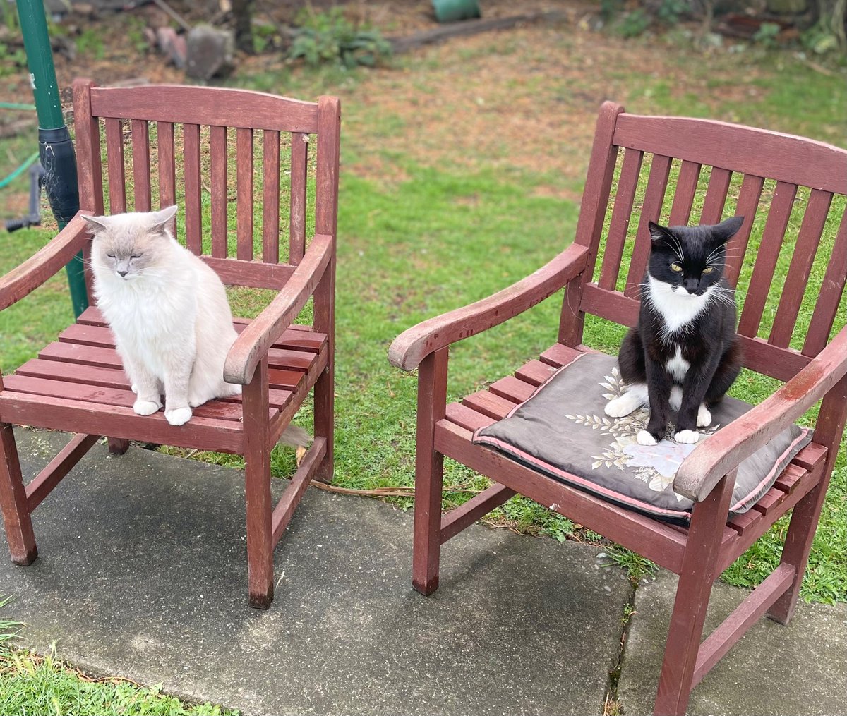 Lisa Templeton from Denheath tweet media