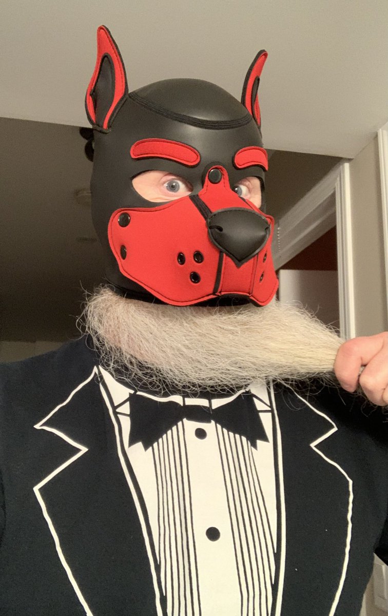 PupChunk's tweet photo. All dressed up for my date this evening https://t.co/683hMzxJbT