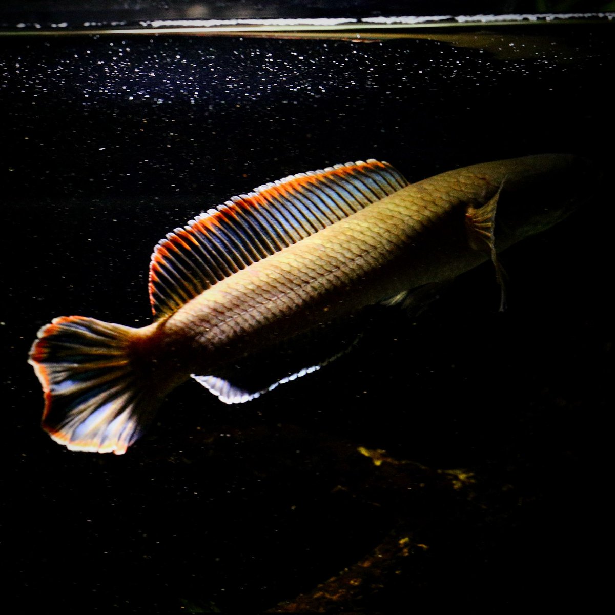 drunkn11's tweet image. Channa sp. Laos fireback
寮國火背雷龍。
Fire on back.
#channa
#fireback
#snakehead
#偷養魚