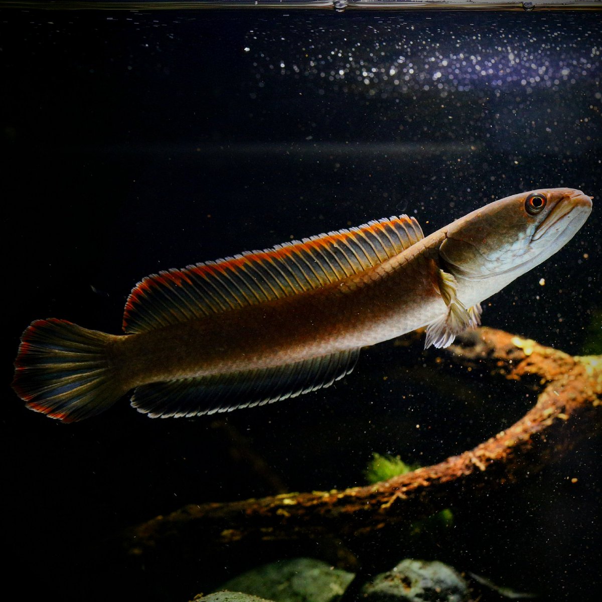 drunkn11's tweet image. Channa sp. Laos fireback
寮國火背雷龍。
Fire on back.
#channa
#fireback
#snakehead
#偷養魚