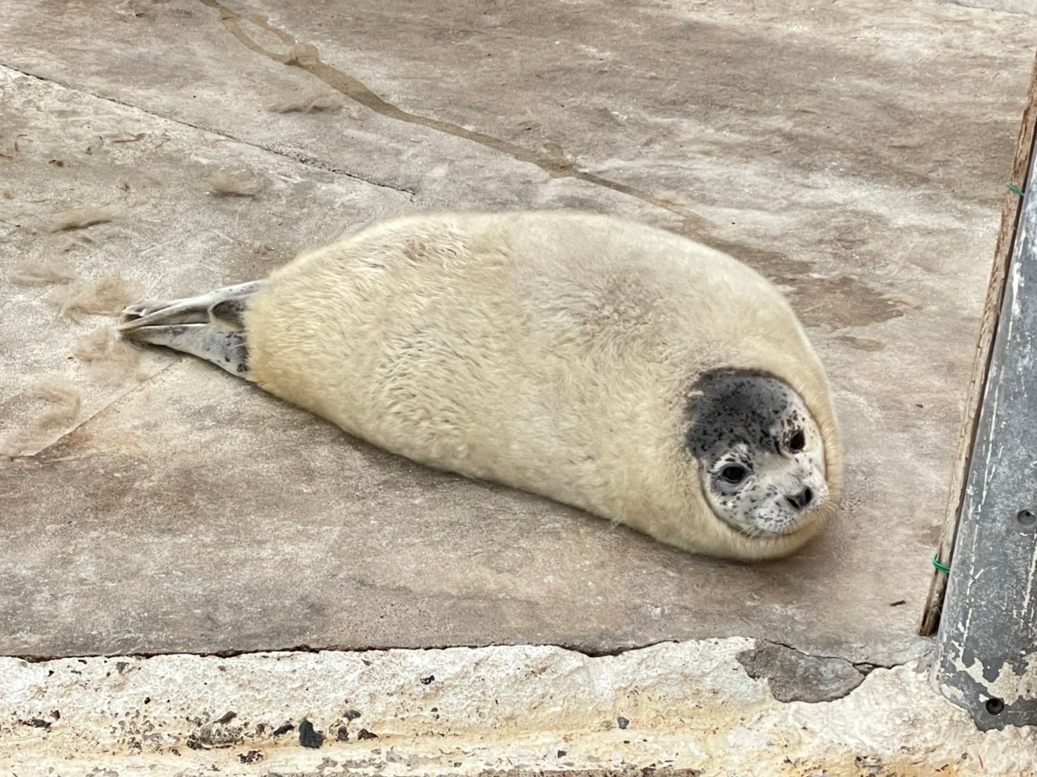 アザラシのもちもちちゃん 換毛期エビフライクッション 約80cm フェリシモ、毛が生え換わる時期を表現「アザラシのもちもち