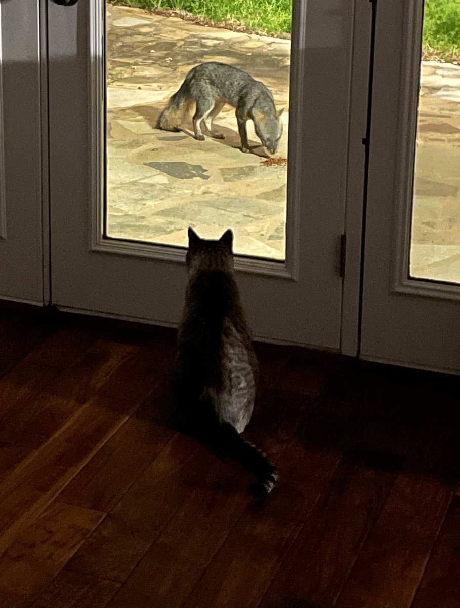 watched a gray fox climb down from a tree to steal cat food
