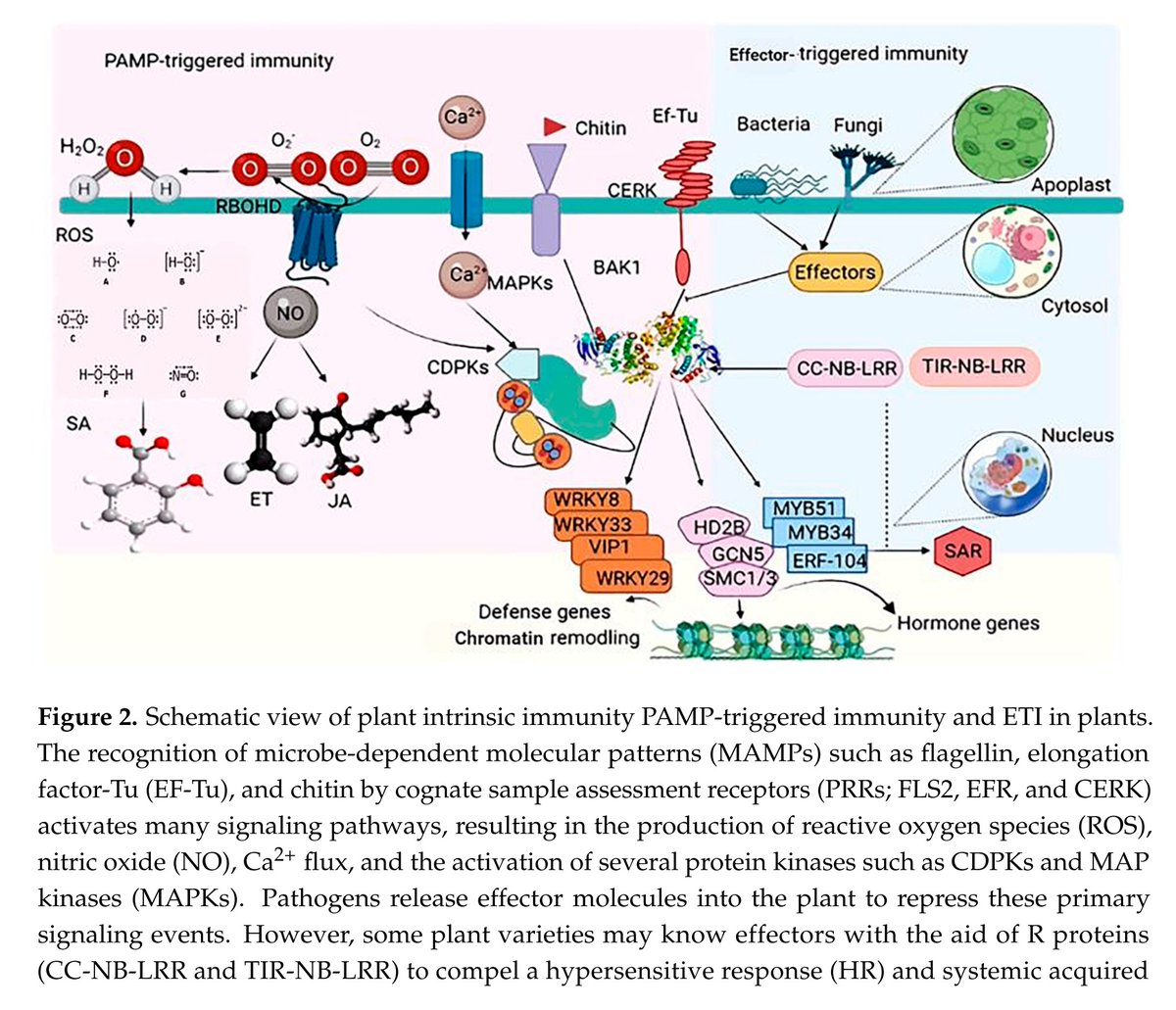 ali66469's tweet photo. https://t.co/CulJvQsoRw
#Plant_Immunity Is regulated by #Biological, #Genetics , and #Epigenetic Factors.
#Signaling_pathways, #transcription_factors, #non_coding_RNAs, #RNA_binding_proteins. #Transduction; #Histone_modification, #Chromatin_remodeling, #DNA_methylation https://t.co/C2MYTh1p4C