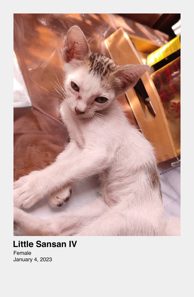 ielvaaal's tweet photo. Kittens for Adoption!🐱✨

Hello! Kailangan ko po ng mga maga-adopt sa kanila. Litter trained na po silang lahat at kumakain na ng dry food.

Around LRT 5th Ave. lang po ako pero pwede ko po kayong kitain kung kaya. Chat niyo lang po ako if interested po kayo.

Maraming salamat! https://t.co/wB3G27qKKC