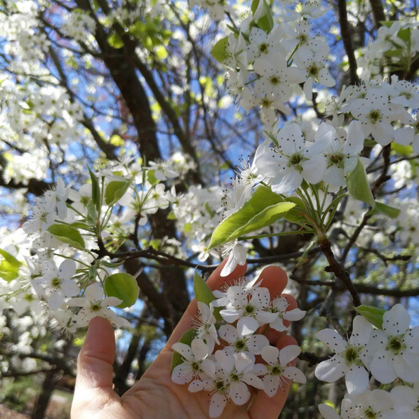 amanda_d_piano's tweet photo. More #blossoms. (PC: me). All the different COLORS of TREES make me HAPPY! One of my favorite Book of Mormon #happiness verses is 2 Nephi 2:13. "And if there be no righteousness there be no happiness."
(I'll reply w/more verses.)
#blossomtree #springinVirginia @thebookofmormon https://t.co/h1arFnNap7