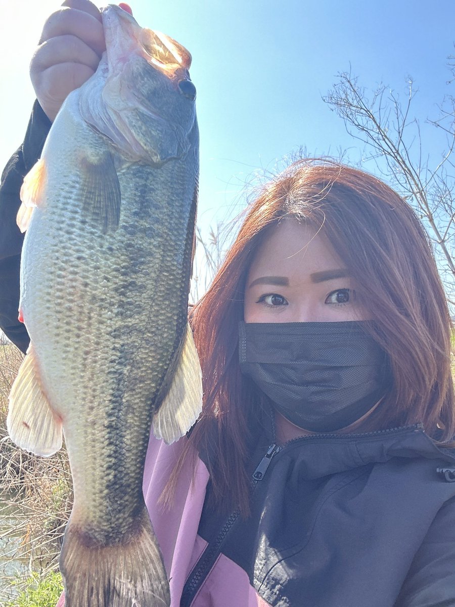 fnon0704's tweet photo. 久しぶりに、体調もお天気も良かったので、遠賀川へ行ってきました🎣

釣り開始15分くらいで、春らしいバスが釣れました✌️

ありがとう〜🙏

ロッド ミブロ ノマドC-68ML
リール ダイワ アルファスAIR TW
ルアー ボトムアップ M.P.S 2.4インチ
3.5g ダウンショットリグ https://t.co/x7l6ydsnPX
