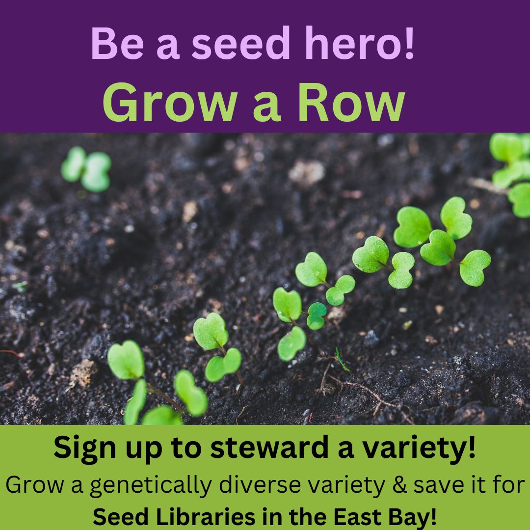 RichmondGrows's tweet photo. Grateful to have a garden? Share your love and #seeds with others. Become a #SeedHero at https://t.co/DoiKXIYngx and #GrowARow for the #EastBay community. Seeds will be shared through #SeedLibrary. We provide the seeds. No previous #seedsaving experience is required. #MSeedSavers https://t.co/BFZ1w6Gfum