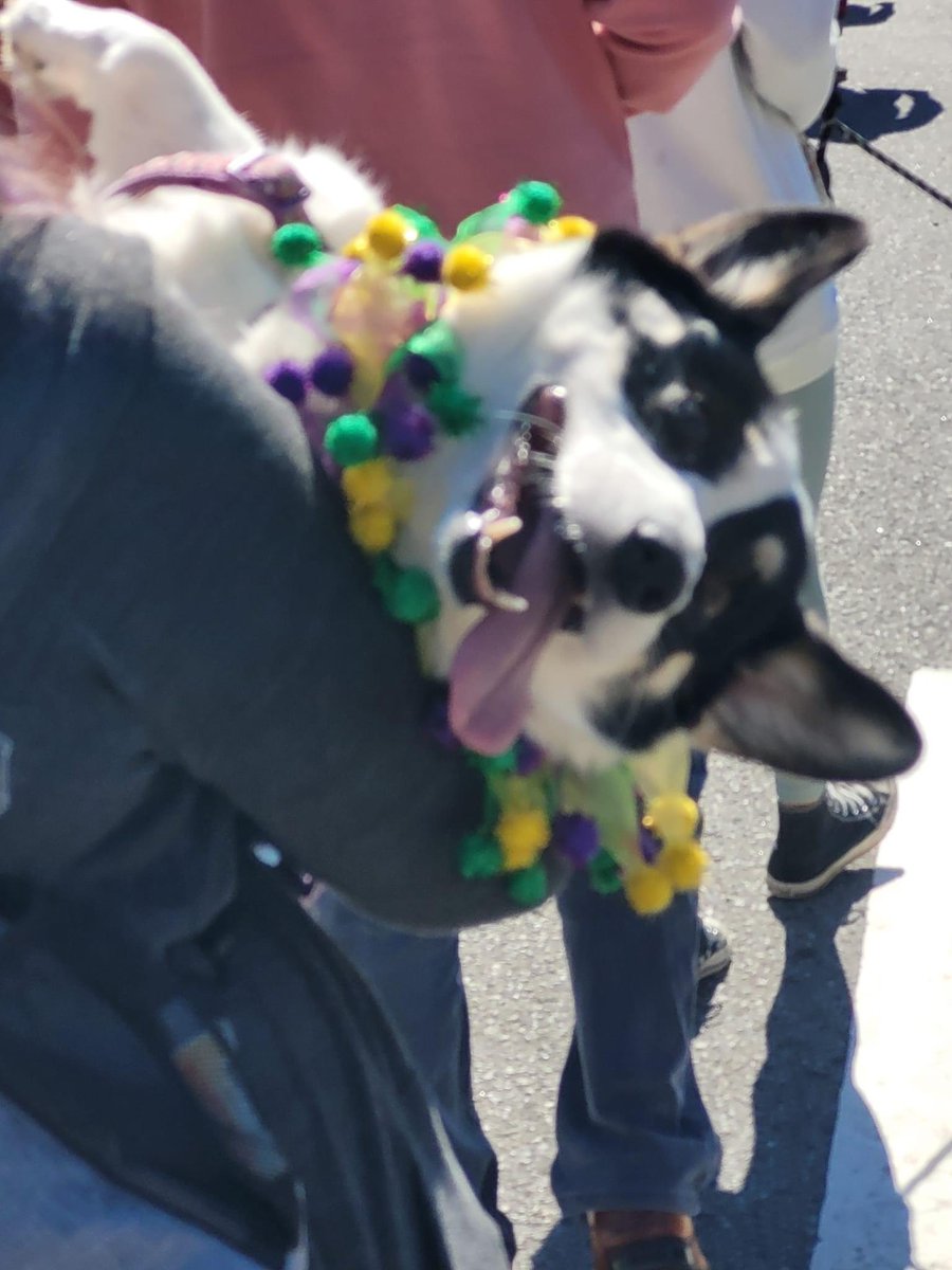 DanaLCarper's tweet photo. Minnie needed a little assistance during the #mardigrowlknoxville parade walk #Corgi #dogsofinstagram https://t.co/HgjgK55oqN