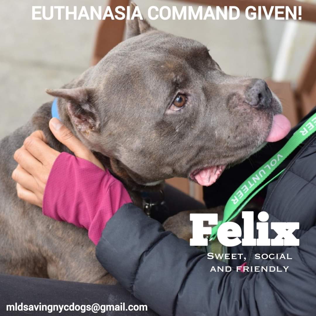 RobbieKey10's tweet photo. Please dear God bring northeastern fosters/ rescues for Felix, Samuel, Buddy and Diamond - all have #KillCommands at #NYCACC These are good dogs that deserve to live. If in Northeast & can help DM @CathyPolicky or @SuzanneSugar now! @NMBewitched @Shellie02032709 @RescueSoldiers https://t.co/ZxZLd88VAJ
