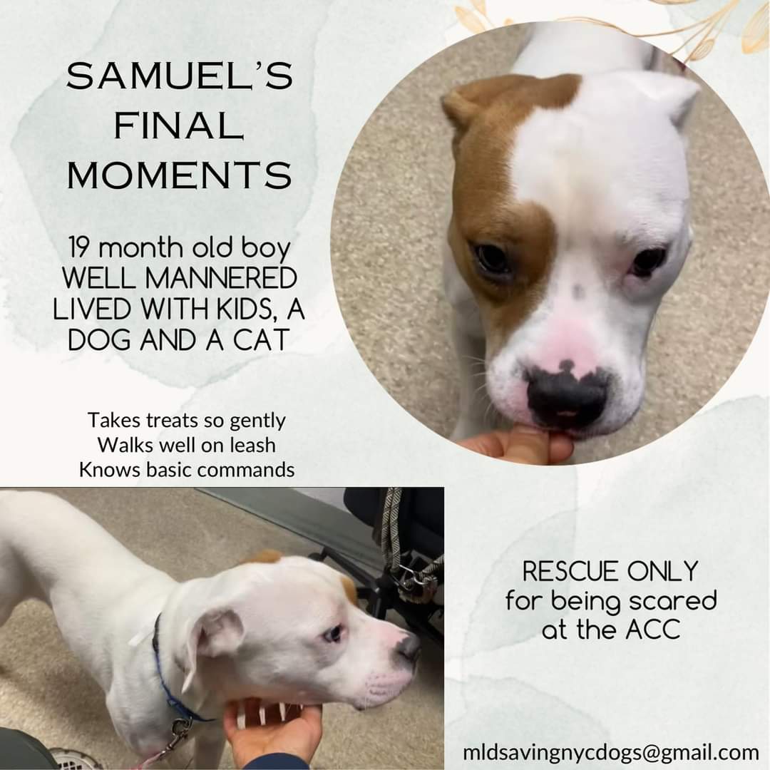 RobbieKey10's tweet photo. Please dear God bring northeastern fosters/ rescues for Felix, Samuel, Buddy and Diamond - all have #KillCommands at #NYCACC These are good dogs that deserve to live. If in Northeast & can help DM @CathyPolicky or @SuzanneSugar now! @NMBewitched @Shellie02032709 @RescueSoldiers https://t.co/ZxZLd88VAJ