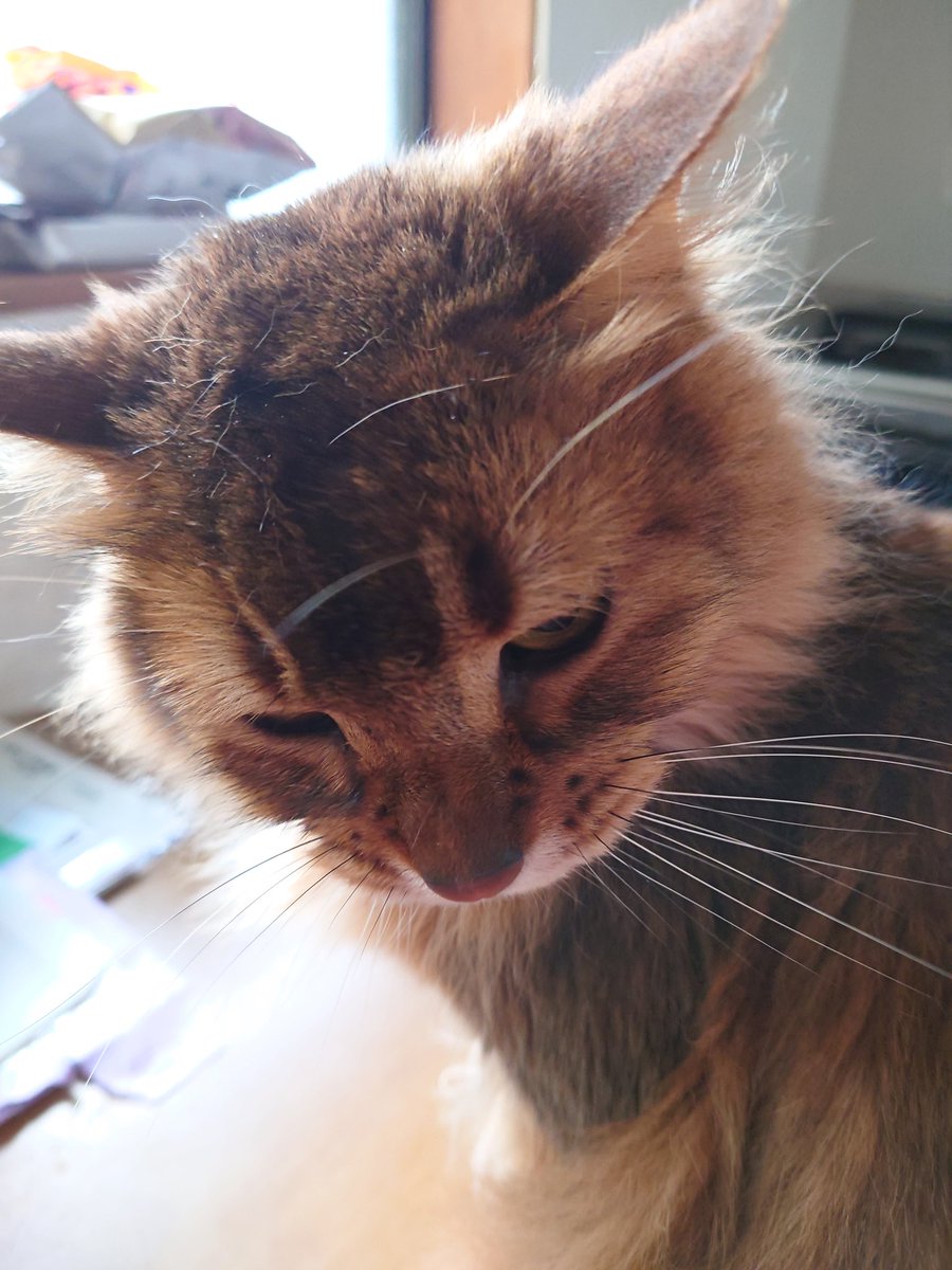 KHGRFN3Qqad2lBe's tweet photo. イタズラして怒られてご立腹な、そうちゃん！
#ソマリ
#猫好きさんと繋がりたい
#猫のいる暮らし https://t.co/hEj6WNX7B0
