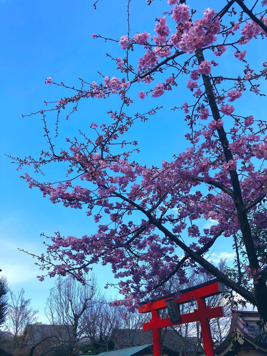 「桜早い 」|ながれﾁｬﾝのイラスト
