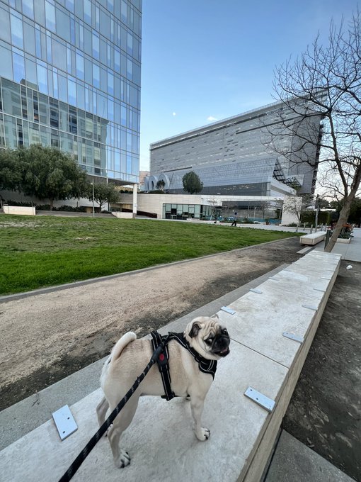 Walks with my pug baby &amp; full moon views. #dtla #fullmooninvirgo #puglife https://t.co/61eROU54kN<a href="/tag/dtla"class="tags">#dtla</a><a href="/tag/puglife"class="tags"><span>#puglife</span></a><a href="/tag/fullmooninvirgo"class="tags"><span>#fullmooninvirgo</span></a>