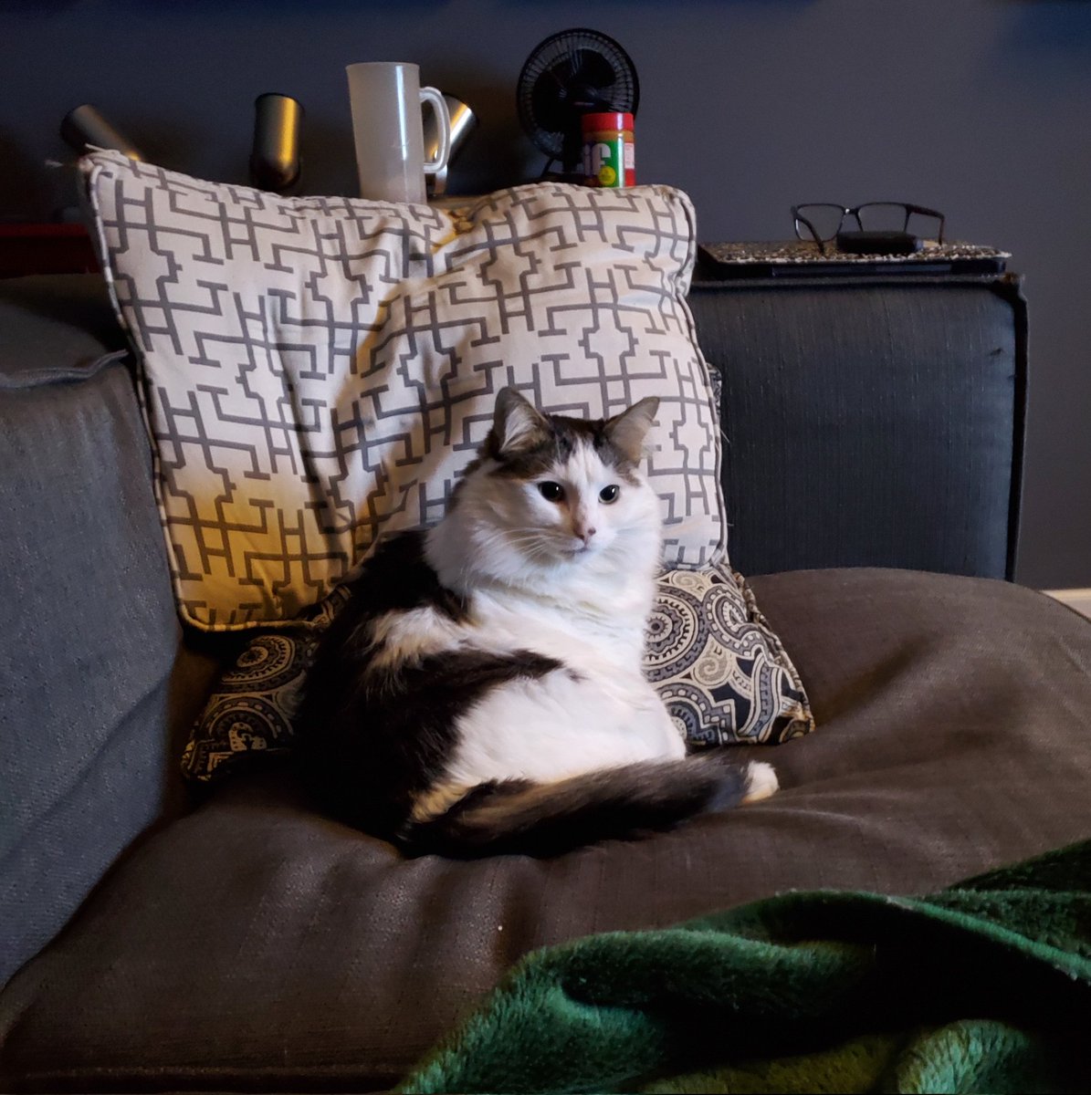 CatMomSays's tweet photo. Dad stood up. This is my spot now. #CatMom #CatMomSays #KittyClaim #FloofyKitty #FloofForDays #FlawlessNotClawless #Caturday https://t.co/wob2juVDVo